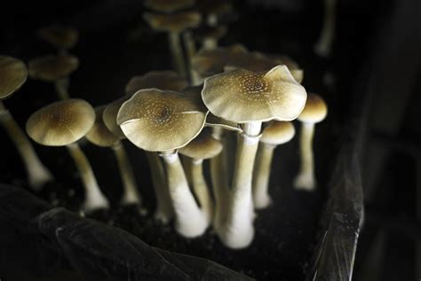 Magic Mushrooms Made Easy: A Beginner's Guide to Buying Online in Canada